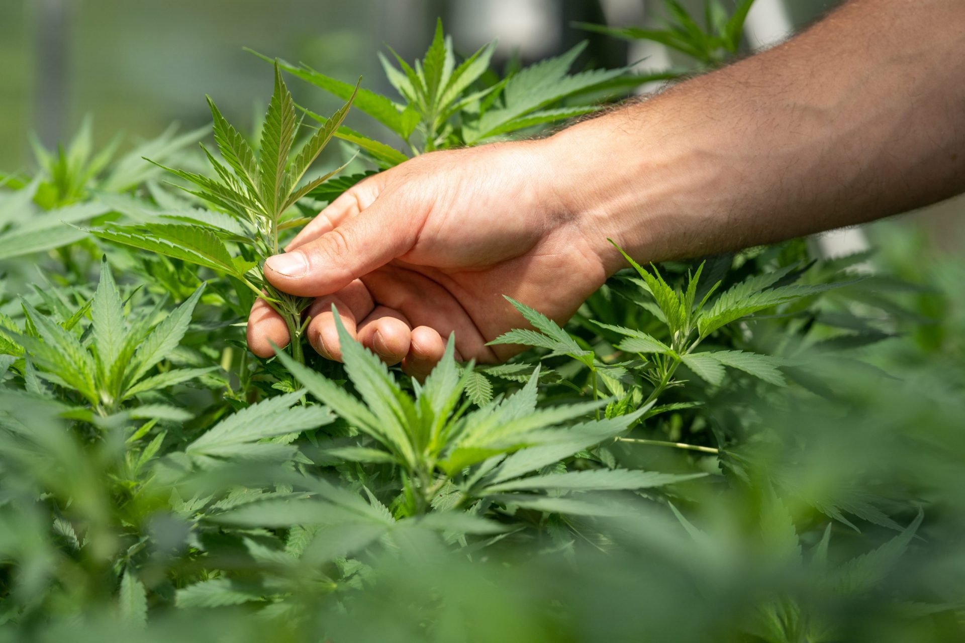 a hand on a cannabis plant